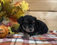 Dixie, a male Bichon Frise and Cavapoo for sale in Morris Chapel, TN – 4 of 8