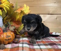 Dixie, a male Bichon Frise and Cavapoo for sale in Morris Chapel, TN – 5 of 8
