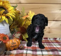 Belle, a male Bichon Frise and Cavapoo for sale in Morris Chapel, TN – 7 of 10