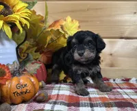 Dixie, a male Bichon Frise and Cavapoo for sale in Morris Chapel, TN – 6 of 8