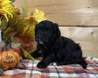 Belle, a male Bichon Frise and Cavapoo for sale in Morris Chapel, TN – 5 of 10