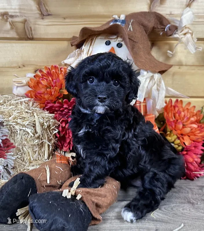 Belle – Bichon Frise, Cavapoo puppy for sale in Morris Chapel, TN