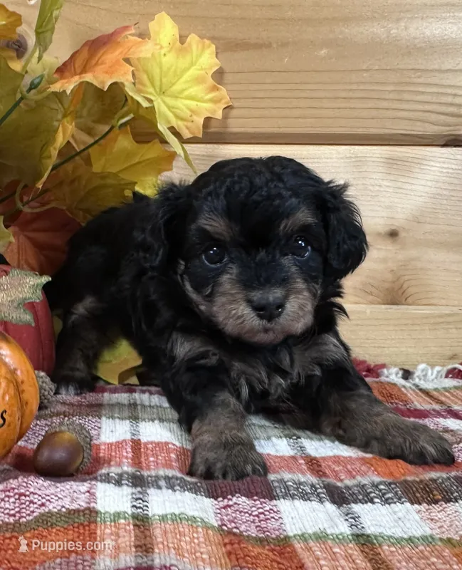 Dixie – Bichon Frise, Cavapoo puppy for sale in Morris Chapel, TN