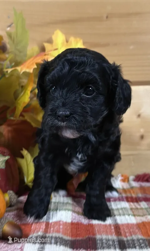 Belle – Bichon Frise, Cavapoo puppy for sale in Morris Chapel, TN