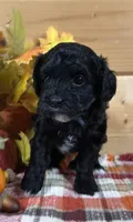 Belle, a male Bichon Frise and Cavapoo for sale in Morris Chapel, TN – 1 of 10