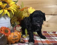 Belle, a male Bichon Frise and Cavapoo for sale in Morris Chapel, TN – 4 of 10
