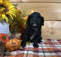 Belle, a male Bichon Frise and Cavapoo for sale in Morris Chapel, TN – 10 of 10