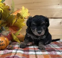 Dixie, a male Bichon Frise and Cavapoo for sale in Morris Chapel, TN – 7 of 8