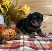 Dixie, a male Bichon Frise and Cavapoo for sale in Morris Chapel, TN – 2 of 8