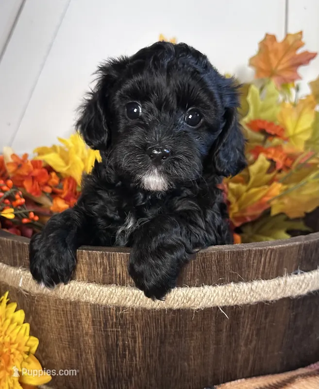Belle – Bichon Frise, Cavapoo puppy for sale in Morris Chapel, TN