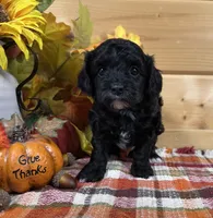 Belle, a male Bichon Frise and Cavapoo for sale in Morris Chapel, TN – 9 of 10