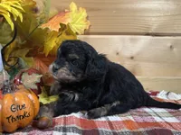 Dixie, a male Bichon Frise and Cavapoo for sale in Morris Chapel, TN – 3 of 8