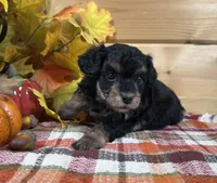Dixie, a male Bichon Frise and Cavapoo for sale in Morris Chapel, TN – 8 of 8
