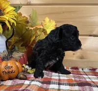Belle, a male Bichon Frise and Cavapoo for sale in Morris Chapel, TN – 8 of 10