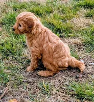 Cupcake, a female Miniature Goldendoodle for sale in Chickamauga, GA – Photo 2 of 3