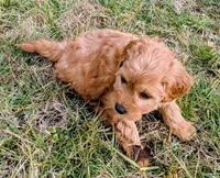 Cupcake, a female Miniature Goldendoodle for sale in Chickamauga, GA – Photo 1 of 3