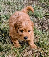 Cupcake, a female Miniature Goldendoodle for sale in Chickamauga, GA – Photo 3 of 3