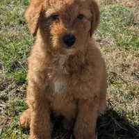 Toffee, a female Miniature Goldendoodle for sale in Chickamauga, GA – Photo 3 of 4