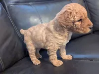 Toffee, a female Miniature Goldendoodle for sale in Chickamauga, GA – Photo 3 of 4