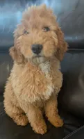 Toffee, a female Miniature Goldendoodle for sale in Chickamauga, GA – Photo 6 of 8