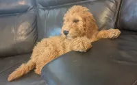 Toffee, a female Miniature Goldendoodle for sale in Chickamauga, GA – Photo 5 of 8