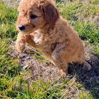 Toffee, a female Miniature Goldendoodle for sale in Chickamauga, GA – Photo 4 of 4