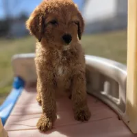 Toffee, a female Miniature Goldendoodle for sale in Chickamauga, GA – Photo 2 of 4