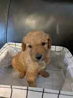 Toffee, a female Miniature Goldendoodle for sale in Chickamauga, GA – Photo 4 of 4