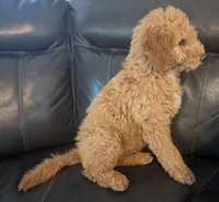 Toffee, a female Miniature Goldendoodle for sale in Chickamauga, GA – Photo 8 of 8