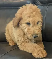 Toffee, a female Miniature Goldendoodle for sale in Chickamauga, GA – Photo 7 of 8