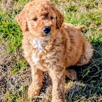 Toffee, a female Miniature Goldendoodle for sale in Chickamauga, GA – Photo 1 of 4