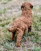 Cinnabon, a female Miniature Goldendoodle for sale in Chickamauga, GA – Photo 2 of 3