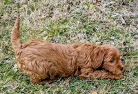 Cinnabon, a female Miniature Goldendoodle for sale in Chickamauga, GA – Photo 3 of 3