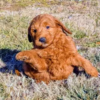 Gingerbread, a male Miniature Goldendoodle for sale in Chickamauga, GA – Photo 5 of 6