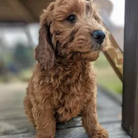 Gingerbread, a male Miniature Goldendoodle for sale in Chickamauga, GA – Photo 1 of 6