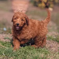 Gingerbread, a male Miniature Goldendoodle for sale in Chickamauga, GA – Photo 4 of 6