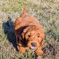 Gingerbread, a male Miniature Goldendoodle for sale in Chickamauga, GA – Photo 6 of 6