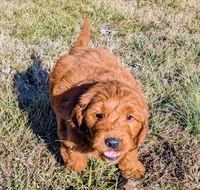 Gingerbread, a male Goldendoodle for sale in Chickamauga, GA – Photo 1 of 4