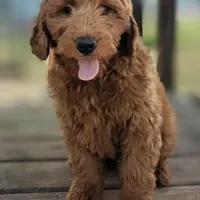 Gingerbread, a male Miniature Goldendoodle for sale in Chickamauga, GA – Photo 3 of 6