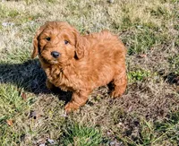 Gingerbread, a male Goldendoodle for sale in Chickamauga, GA – Photo 2 of 4