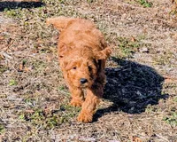 Gingerbread, a male Goldendoodle for sale in Chickamauga, GA – Photo 4 of 4
