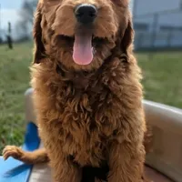 Gingerbread, a male Miniature Goldendoodle for sale in Chickamauga, GA – Photo 2 of 6