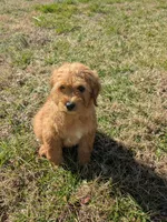 Candy, a female Miniature Goldendoodle for sale in Chickamauga, GA – Photo 5 of 6