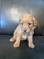 processed/17478469-60d1-43de-8ef3-bd9a8eaca253/listing/929988dc-a4a2-4a60-b271-0fd86c63cbc5/88de466b-0e80-4e5d-9428-2e1878fb8411