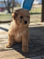 Candy, a female Miniature Goldendoodle for sale in Chickamauga, GA – Photo 2 of 6