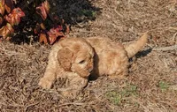 Candy, a female Miniature Goldendoodle for sale in Chickamauga, GA – Photo 1 of 6