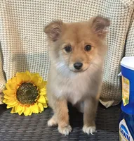 Roxy, a female Chihuahua and Pomeranian for sale in Corona, CA – Photo 2 of 5