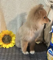 Roxy, a female Chihuahua and Pomeranian for sale in Corona, CA – Photo 3 of 5