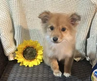Roxy, a female Chihuahua and Pomeranian for sale in Corona, CA – Photo 4 of 5