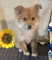 Roxy, a female Chihuahua and Pomeranian for sale in Corona, CA – Photo 1 of 5